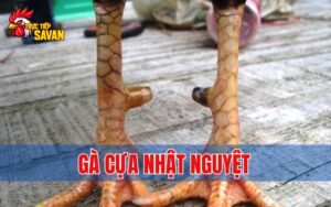 Gà Cựa Nhật Nguyệt - Giống Gà Linh Kê Quý Hiếm
