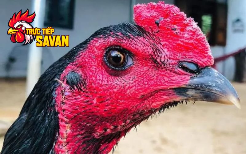 Đặc điểm nhận biết gà mắt chuột
