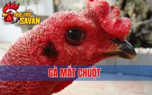 Gà Mắt Chuột - Cách Nhận Biết Và Ưu, Nhược Điểm