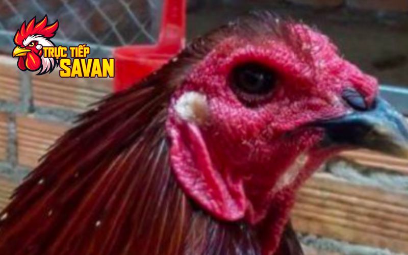 Gà mắt chuột là gì?
