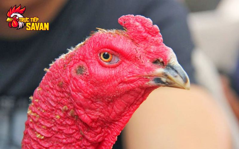 Loại gà mắt vàng thau