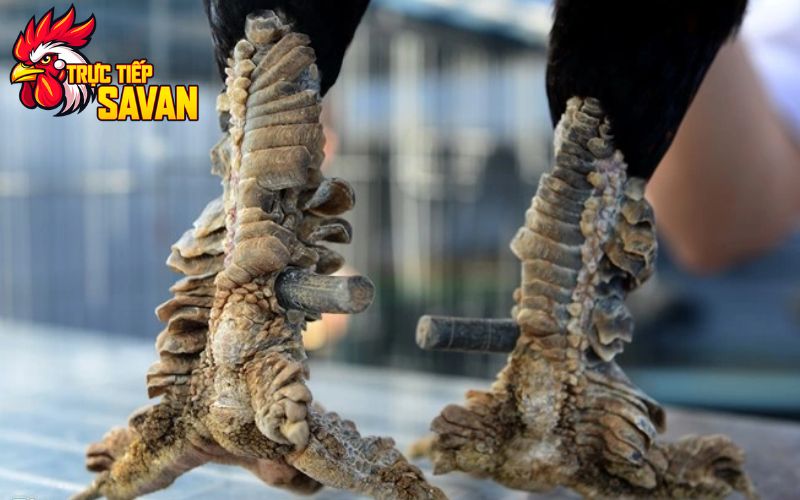 Hình dạng gà vảy rồng