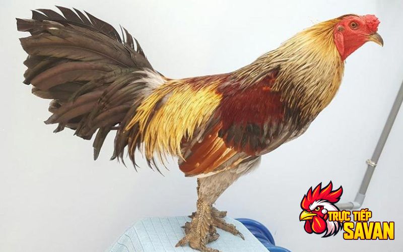 Những cách chon gà vảy rồng đá hay