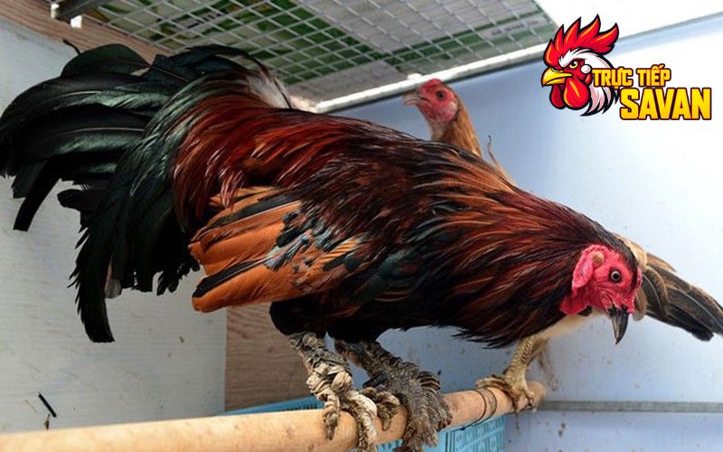 Các dòng gà vảy rồng phổ biến