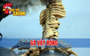Gà Vảy Rồng Là Gì? Đặc Điểm, Cách Nhận Biết Và Giá Trị Thực