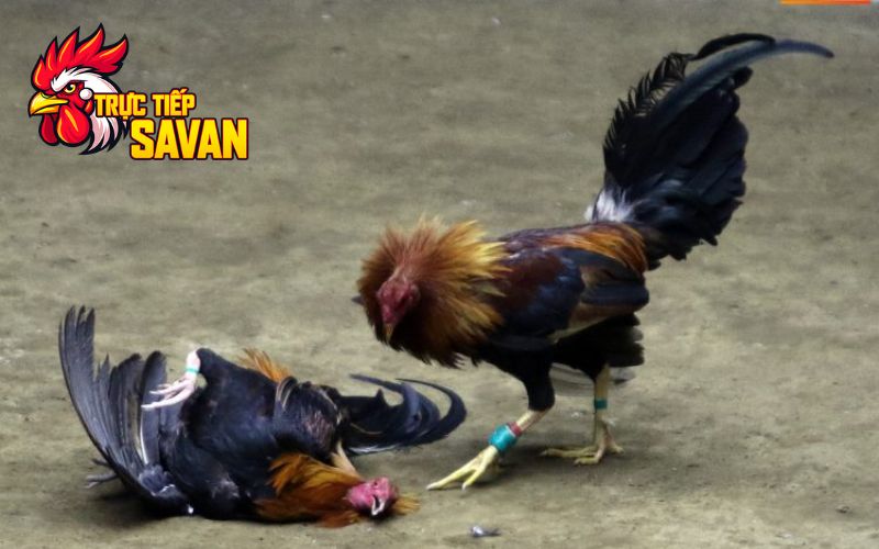Đá gà cựa sắt là gì?