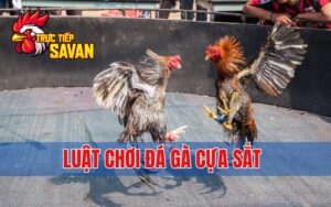 Luật Chơi Đá Gà Cựa Sắt - Cập Nhật Đầy Đủ Và Chi Tiết