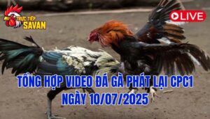 Phát Lại Đá Gà CPC1 Trực Tiếp Ngày 10/07/2025