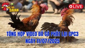 Phát Lại Đá Gà CPC3 Trực Tiếp Ngày 11/07/2025