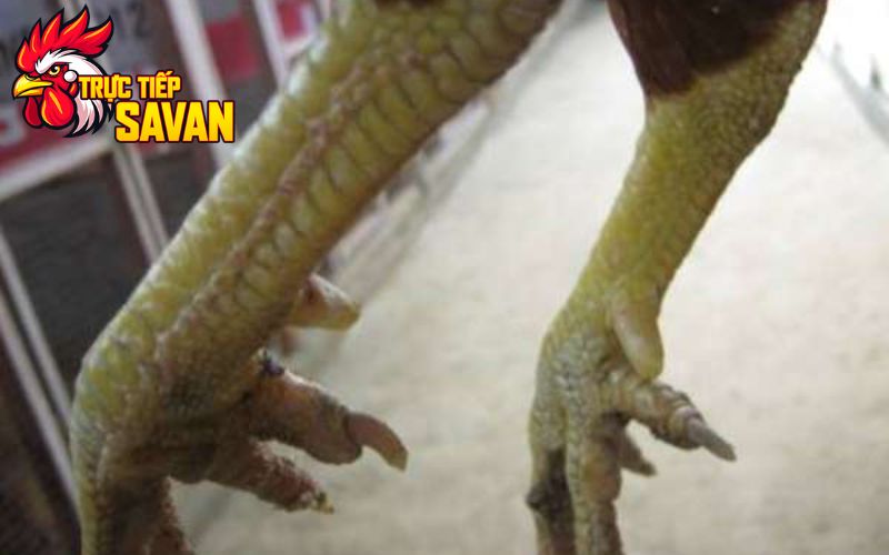 Nhận dạng vảy gà độc biên