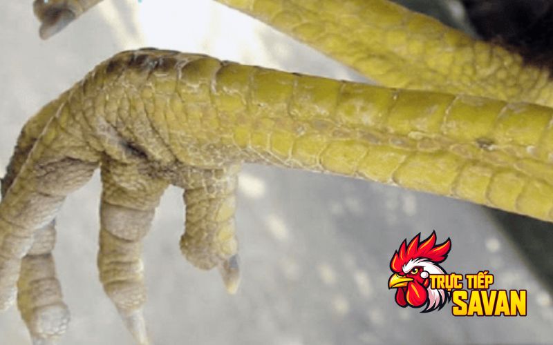 Các loại vảy gà độc biên phổ biến