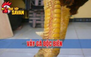 Gà Vảy Độc Biên - Đặc Điểm Của Những Chiến Kê Bất Bại
