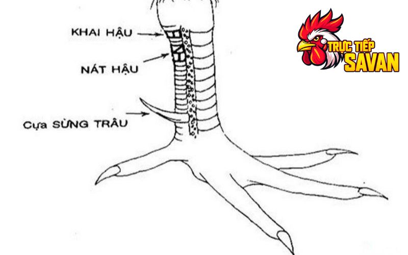 Vị trí của vảy khai hậu