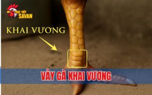 Vảy Gà Khai Vương – Chiến Kê Mang Dòng Máu Bất Bại