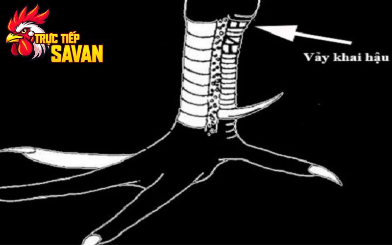 Hình dạng của vảy khai hậu