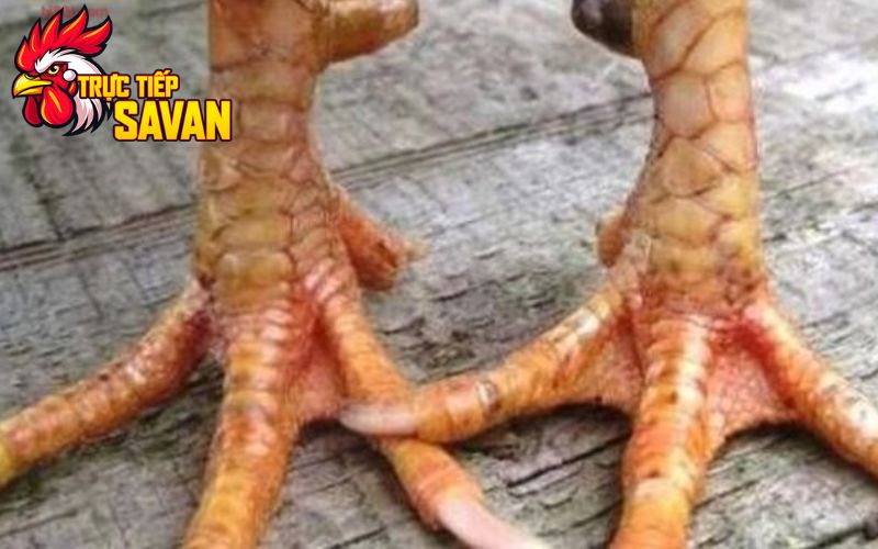Nhận dạng vảy gà nội hoa đăng