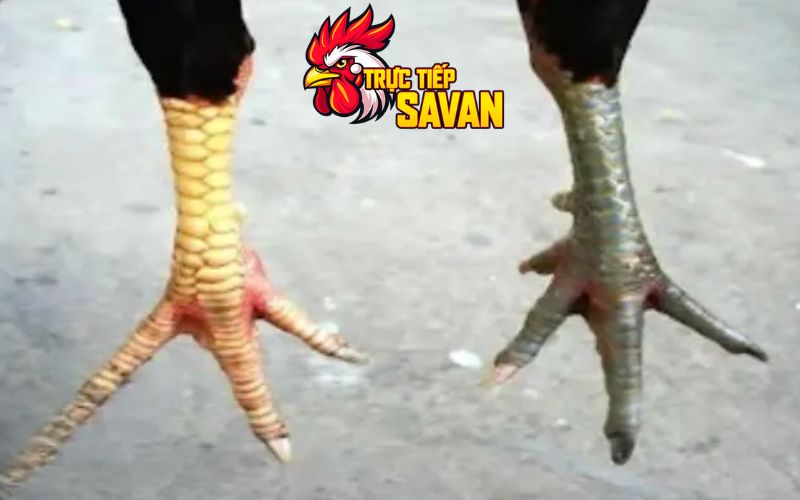 Lưu ý nhận diện vảy nội hoa đăng
