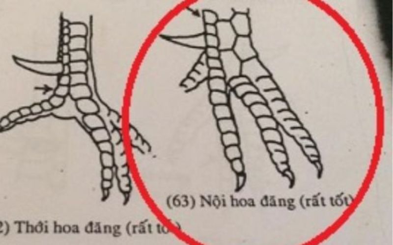 Lưu ý khi chọn vảy nội hoa đăng