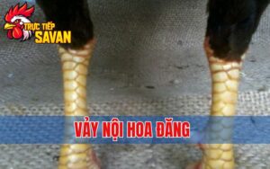 Vảy Nội Hoa Đăng - Loại Vảy Quý Trong Giới Gà Đá
