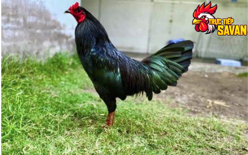 Cách phối màu lông gà đẹp